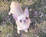 Собаки в Москве: Девочка Чихуахуа лиловая Девочка, Бесплатно - фото 3