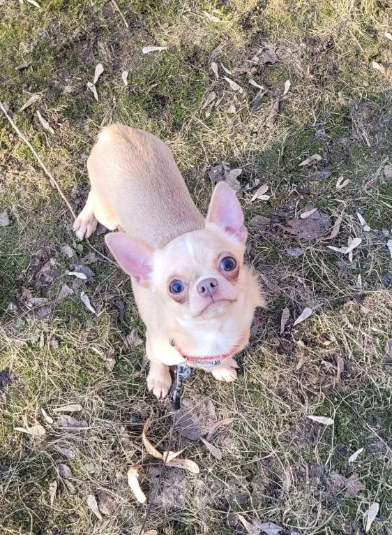 Собаки в Москве: Девочка Чихуахуа лиловая Девочка, Бесплатно - фото 3