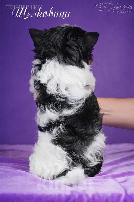 Собаки в Санкт-Петербурге: Бивер терьер Девочка, 80 000 руб. - фото 2