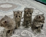 Кошки в Волжском: Отдам в добрые руки котят Мальчик, Бесплатно - фото 1