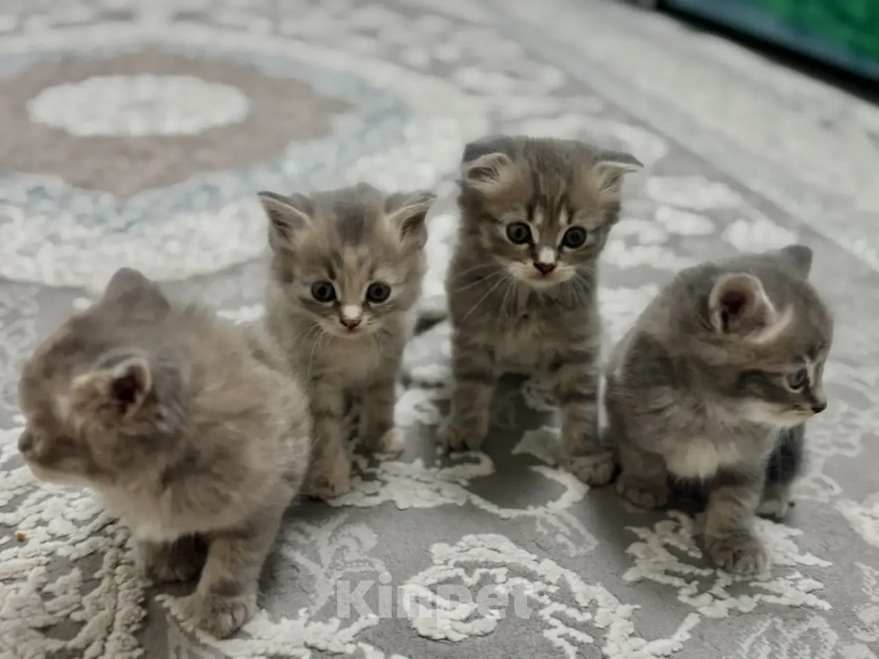 Кошки в Волжском: Отдам в добрые руки котят Мальчик, Бесплатно - фото 1