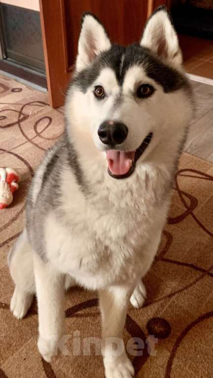 Собаки в Барнауле: Малыши сибирской хаски Мальчик, Бесплатно - фото 6