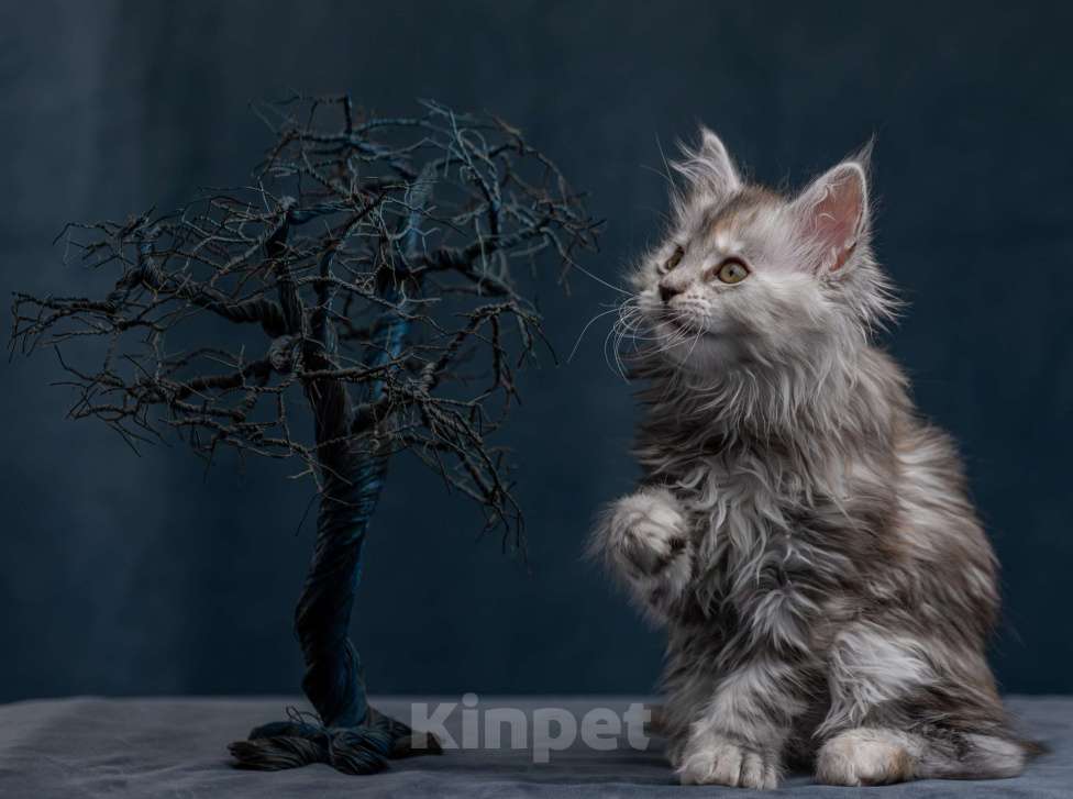 Кошки в других городах Ленинградской области: Котята в "руковичках", милые  котята, техцветные "черепашк" приносят в дом счастье и достаток. Девочка, 45 000 руб. - фото 6