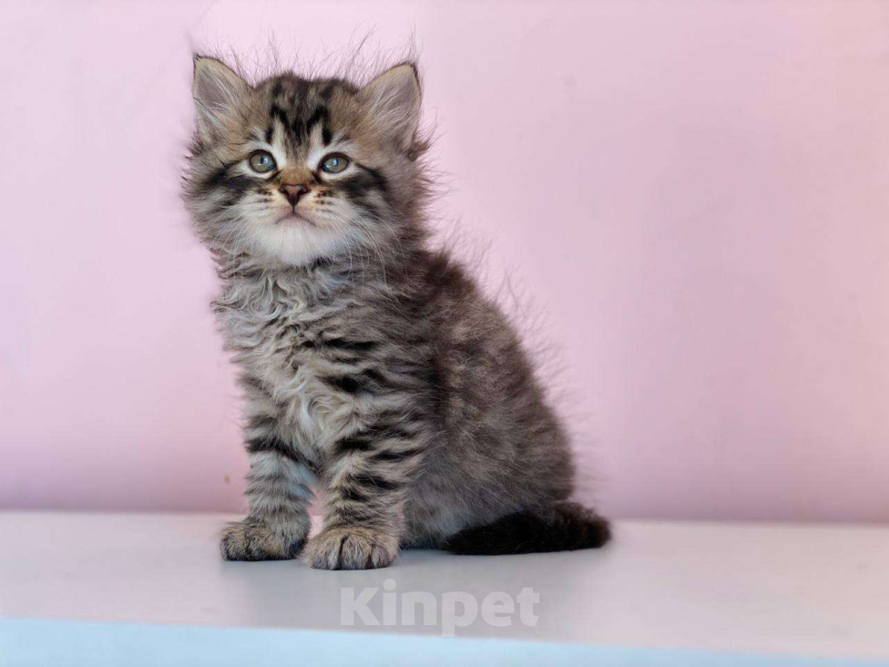 Кошки в Краснодаре: Котик лесного окраса Мальчик, 35 000 руб. - фото 1