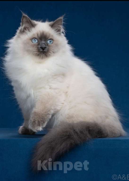 Кошки в Москве: Сибирские ( Невские маскарадные котята) Девочка, 70 000 руб. - фото 3