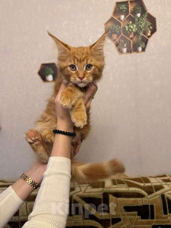 Кошки в Санкт-Петербурге: Котята мейн-кун  Девочка, 35 000 руб. - фото 5