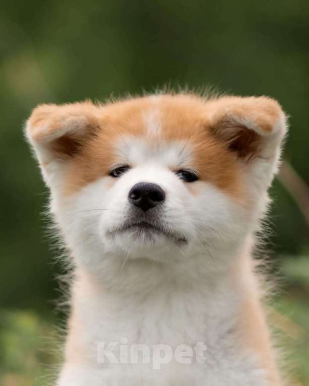 Собаки в Хабаровске: Продаю щенят породы Акита Ину Мальчик, 30 000 руб. - фото 5