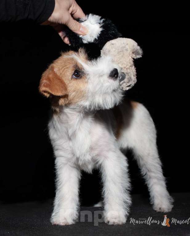 Собаки в других городах Московской области: Джек рассел терьер Девочка, 65 000 руб. - фото 3