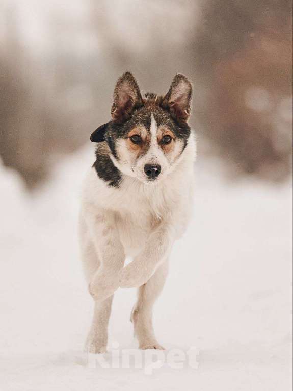 Собаки в Лосином-Петровском: Мелани якутенок Девочка, Бесплатно - фото 6