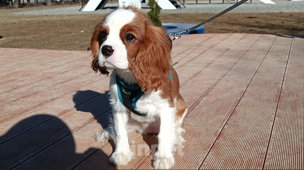 Собаки в Москве: Девочка Кавалер Кинг Чарльз спаниель Девочка, 100 000 руб. - фото 2