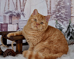 Кошки в Санкт-Петербурге: Британский котик солнечного окраса Мальчик, 45 000 руб. - фото 5
