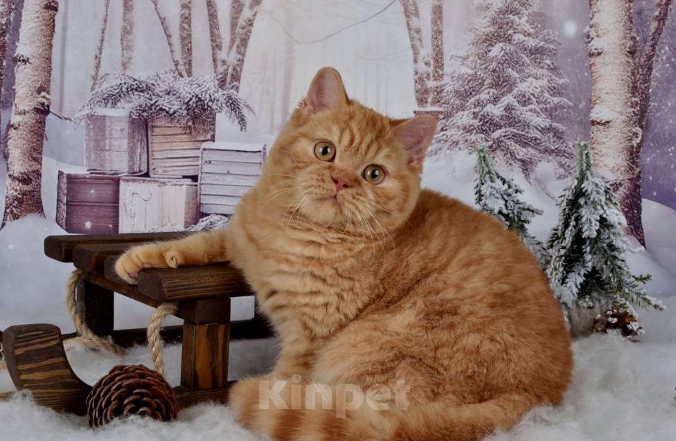 Кошки в Санкт-Петербурге: Британский котик солнечного окраса Мальчик, 45 000 руб. - фото 5