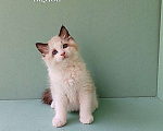 Кошки в Пензе: Котёнок породы Рэгдолл - Brain Мальчик, 65 000 руб. - фото 5