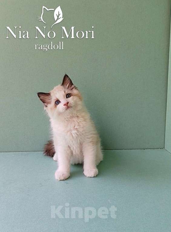 Кошки в Пензе: Котёнок породы Рэгдолл - Brain Мальчик, 65 000 руб. - фото 5