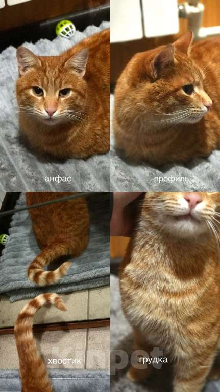 Кошки в Егорьевске: Найден рыжий кот (Егорьевск, д. Заболотье) Мальчик, Бесплатно - фото 1