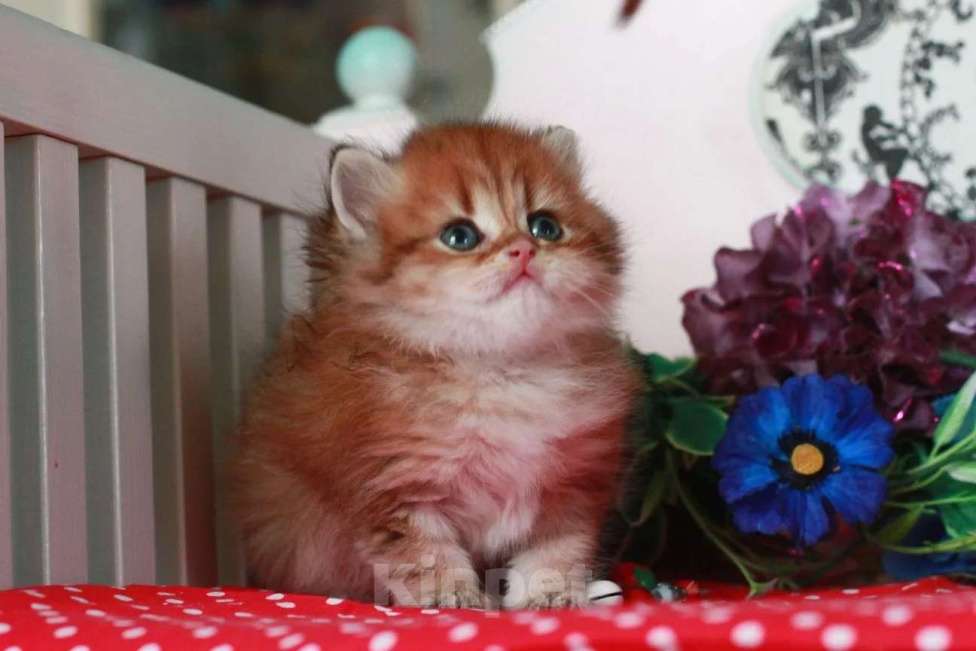 Кошки в Москве: Золотой котик с документами  Мальчик, 25 000 руб. - фото 3