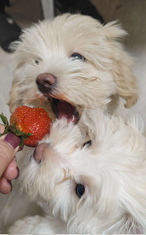 Мальтипу мальчик