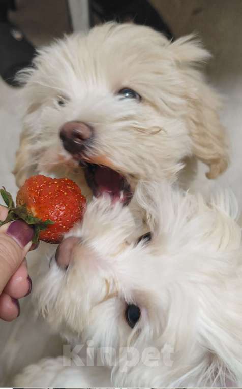 Собаки в Воронеже: Мальтипу мальчик Мальчик, 45 000 руб. - фото 1