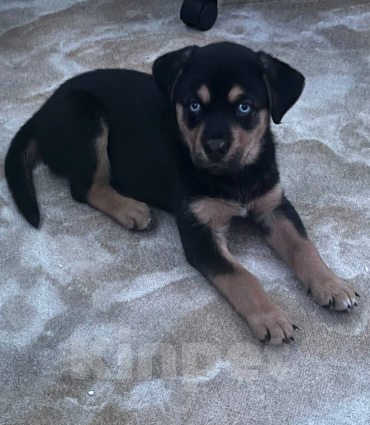 Собаки в Санкт-Петербурге: Отдаем в добрые руки девочку ротвейлера Девочка, Бесплатно - фото 3