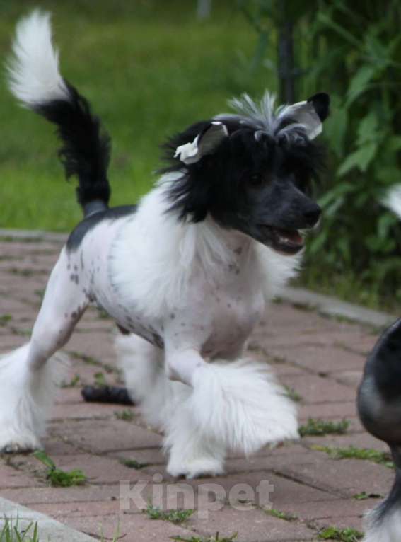 Собаки в других городах Московской области: Мальчик Премьер Мари Звездочет Мальчик, 25 000 руб. - фото 2