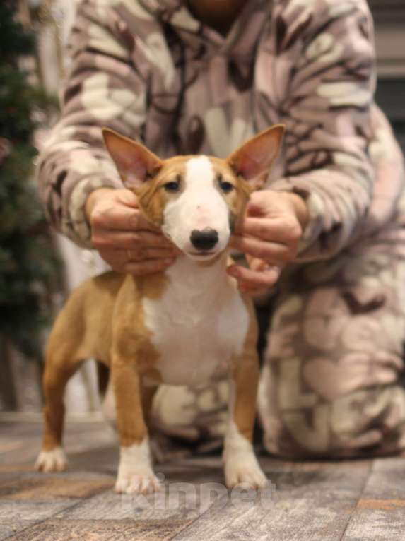 Собаки в Всеволожске: ММ ОКИНАВА ОСЕННИЙ ВАЛЬС Девочка, 80 000 руб. - фото 2