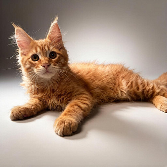 Котёнок Мейн Кун