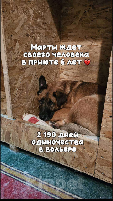 Собаки в Москве: Марти Мальчик, Бесплатно - фото 1