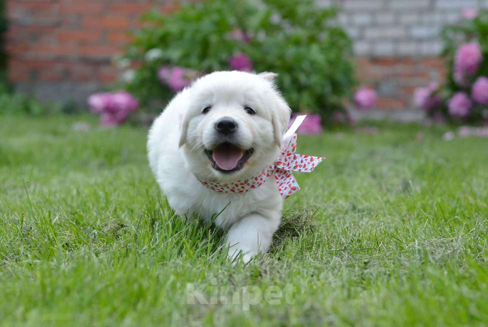 Собаки в Москве: Щенки золотистого ретривера. Девочка, 70 000 руб. - фото 6