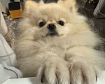 Собаки в Москве: Померанский шпиц малый Девочка, 25 000 руб. - фото 4