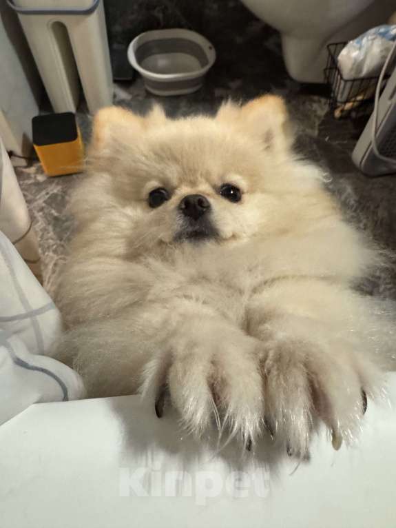 Собаки в Москве: Померанский шпиц малый Девочка, 25 000 руб. - фото 4
