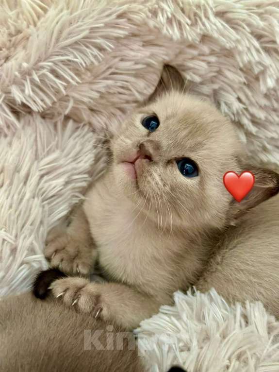 Кошки в Екатеринбурге: Бурманские клубные котята Мальчик, Бесплатно - фото 3