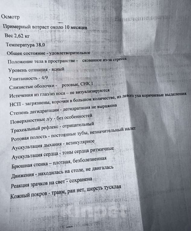 Кошки в Москве: Ирис ищет дом ‼️ Девочка, Бесплатно - фото 7