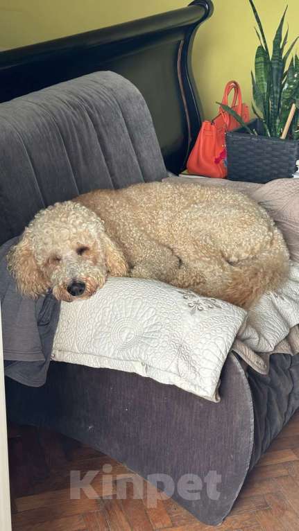 Собаки в Москве: Вязка кобеля Мальчик, Бесплатно - фото 9