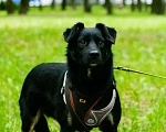 Собаки в Москве: Миниатюрная Бася ищет семью Девочка, 1 руб. - фото 3
