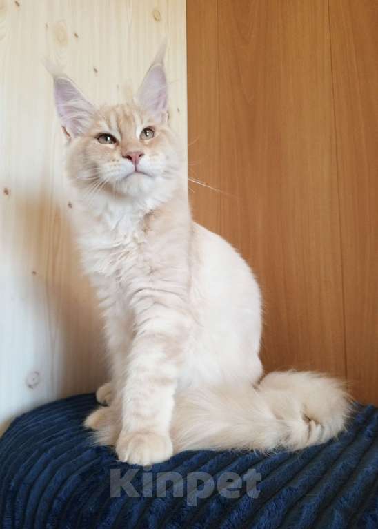 Кошки в Владимире: Sava ( Сава) - кот , мейн-кун , красный серебрянныйный Мальчик, 60 000 руб. - фото 4