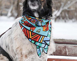 Собаки в Санкт-Петербурге: Изумительной красоты небольшая собачка Девочка, Бесплатно - фото 5