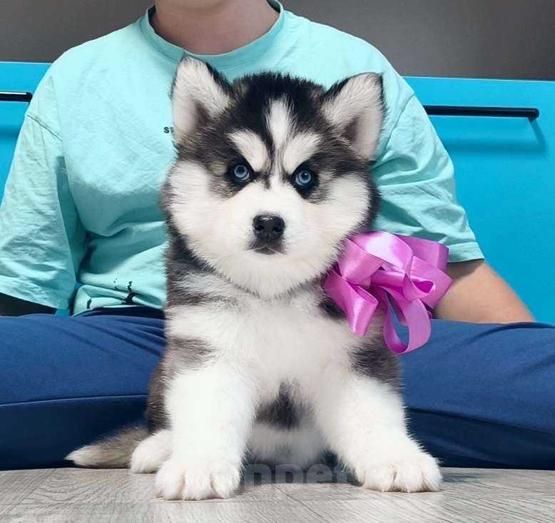 Собаки в Ижевске: Хаски Щенки Разных окрасов Разнополые, Бесплатно - фото 1