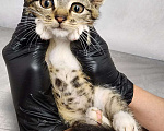 Кошки в Москве: Красавец Давид, котенок 3 месяца Мальчик, Бесплатно - фото 5
