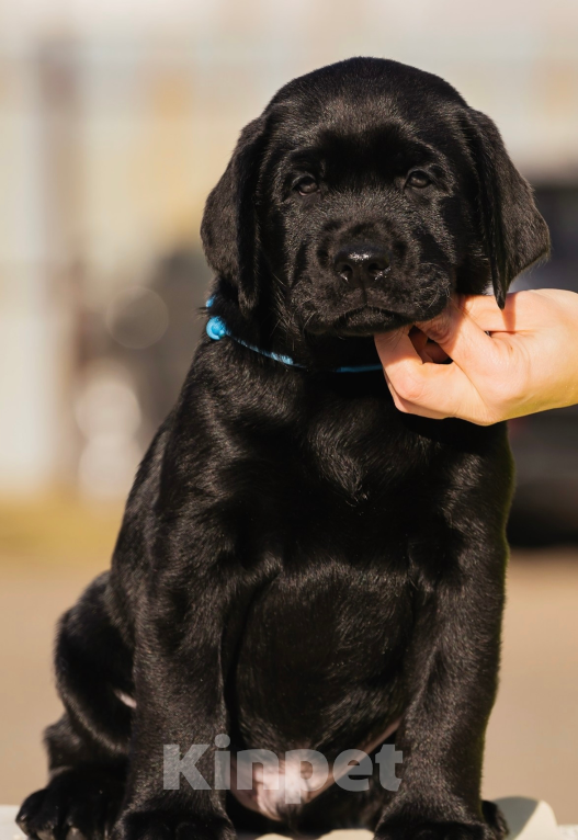 Собаки в Красноярске: Лабрадор ретривер щенки  Мальчик, Бесплатно - фото 2