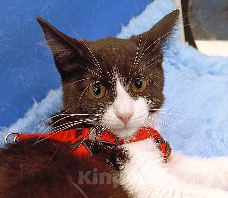 Кошки в Москве: Котёнок девочка маркизного окраса по имени Носюша ищет дом Девочка, 10 руб. - фото 7