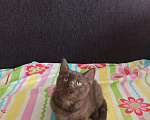 Кошки в Вязьме: Котик Шотландский тёмный шоколад, 15 000 руб. - фото 1
