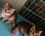 Кошки в Самаре: Золотой котик, 10 000 руб. - фото 2