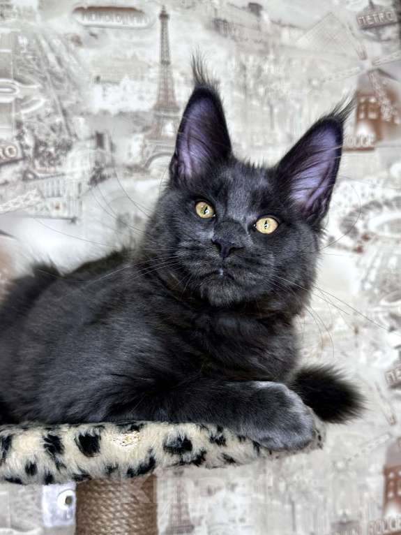 Кошки в Москве: Мальчик голубой солид Мальчик, 75 000 руб. - фото 2