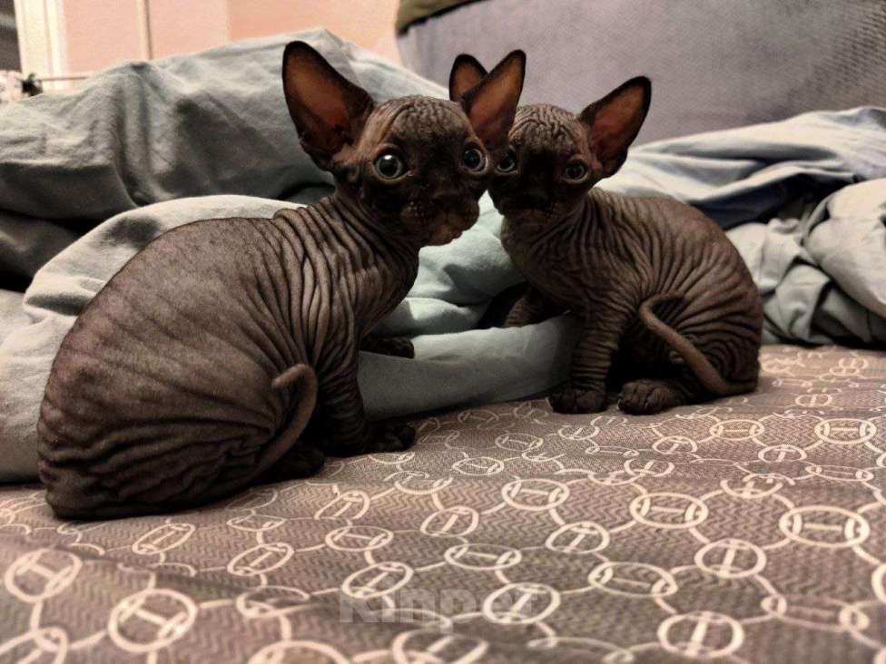 Кошки в Люберцах: Канадский сфинкс Разнополые, 15 000 руб. - фото 1