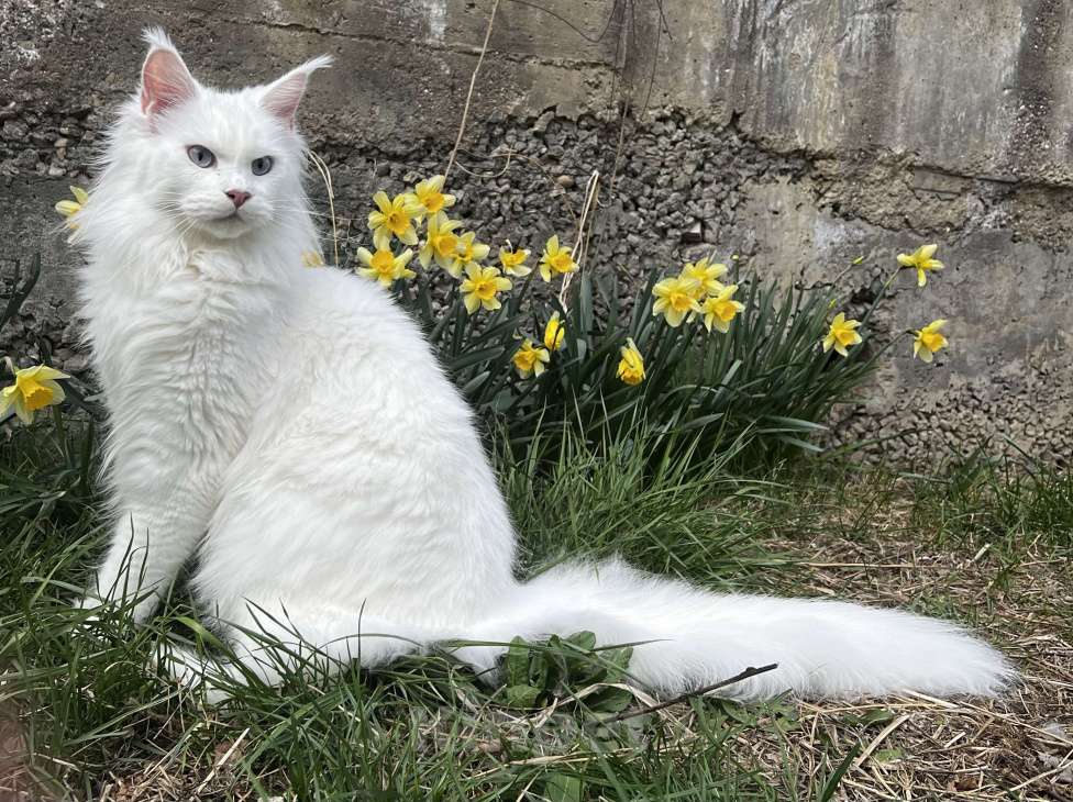 Кошки в Пятигорске: Питомник Affectionate miracle Девочка, Бесплатно - фото 4