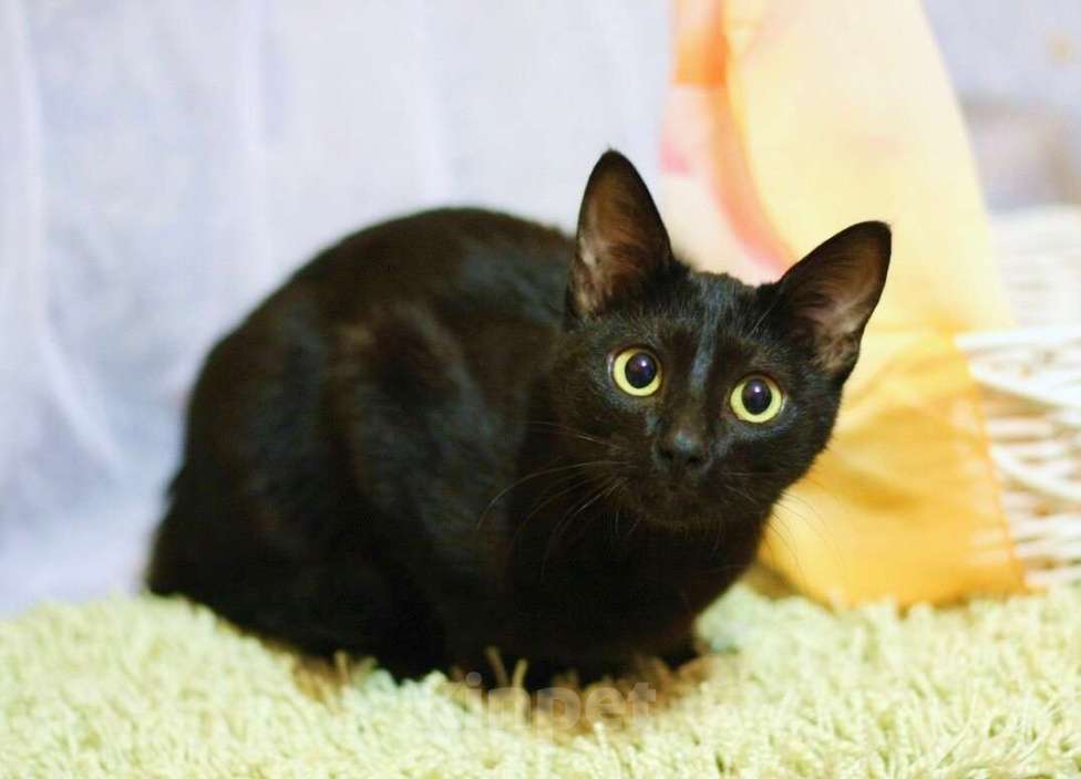 Кошки в Москве: Котенок-инвалид Багира, стройняшка в черной шубке в добрые руки Девочка, Бесплатно - фото 3