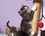 Кошки в Санкт-Петербурге: Домашний котёнок 6 недель. Мальчик Мальчик, Бесплатно - фото 3