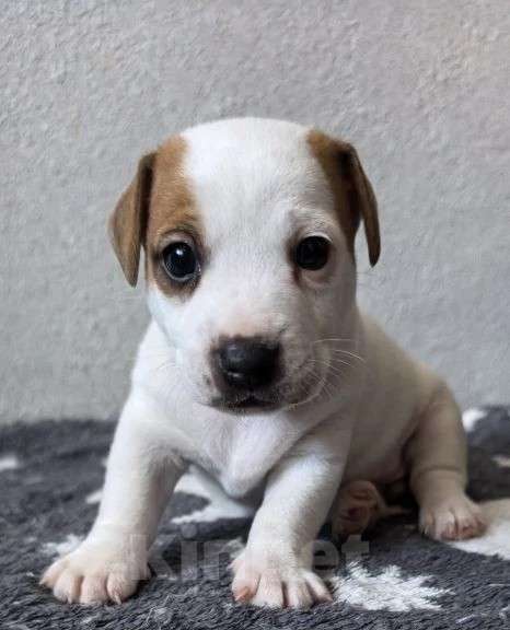 Собаки в Балтийске: Джек Рассл терьер, девочка, весёлая Девочка, Бесплатно - фото 1