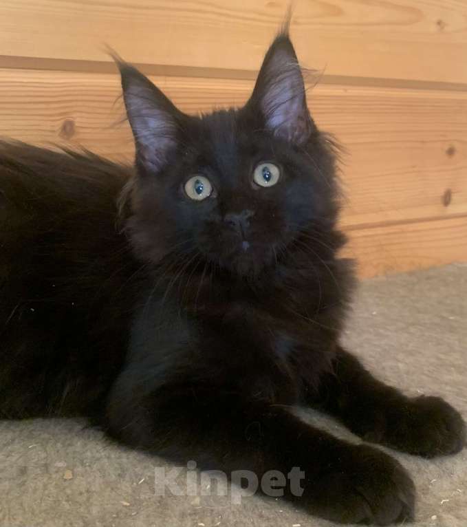 Кошки в Санкт-Петербурге: Котята мейн кун из питомника Nord-Westland Мальчик, 40 000 руб. - фото 3