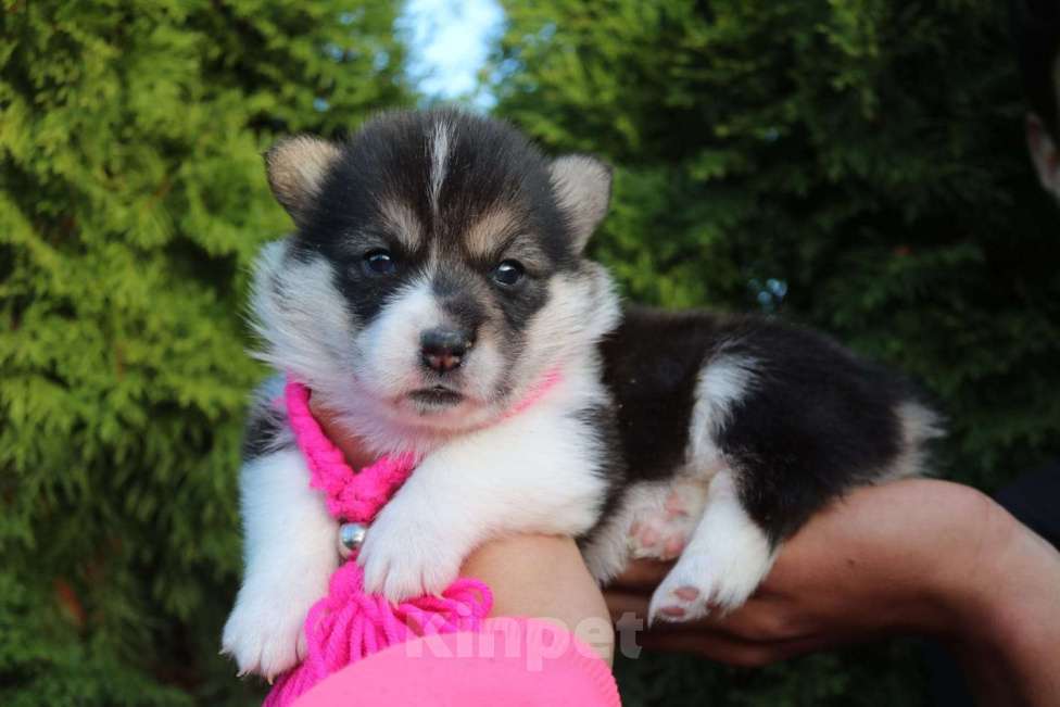 Собаки в Москве: Вельш-корги-пемброк щенки Девочка, 35 000 руб. - фото 3